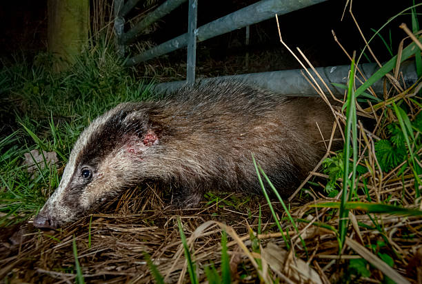 istock Wild European badger (Meles meles) at night, Somerset, England 2218801533