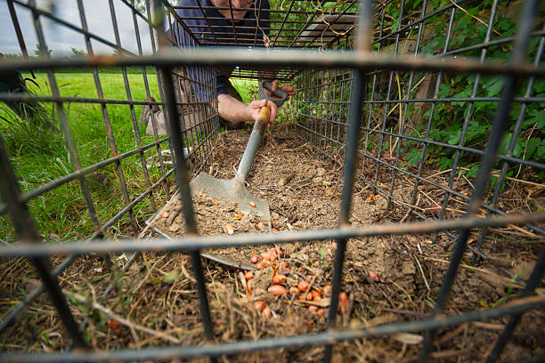 A cage trap is prepared for catching wild animals, South West England.
