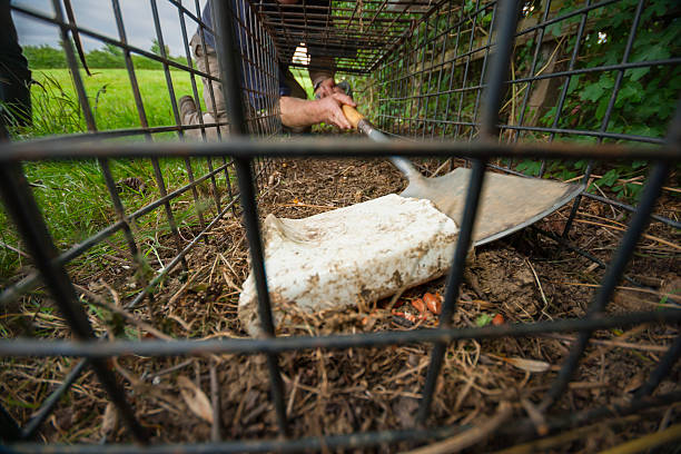 A cage trap is prepared for catching wild animals, South West England.