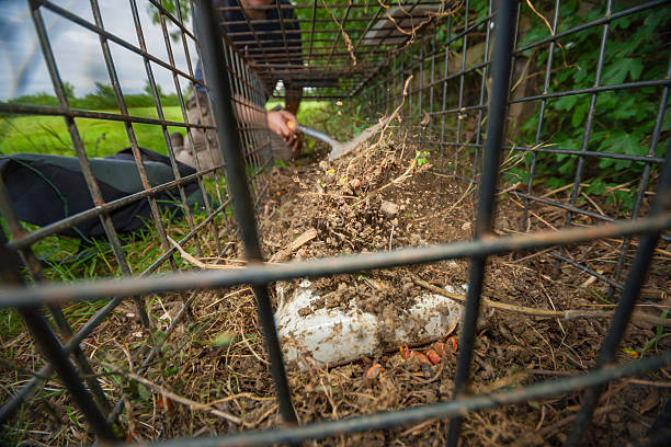 istock A cage trap is prepared for catching wild animals, South West England. 2218801636