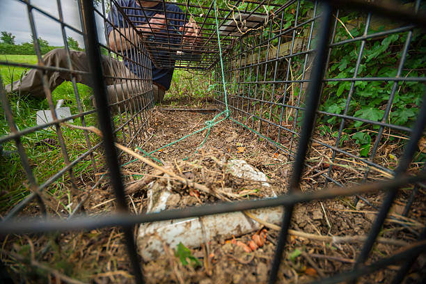 istock A cage trap is prepared for catching wild animals, South West England. 2218801637