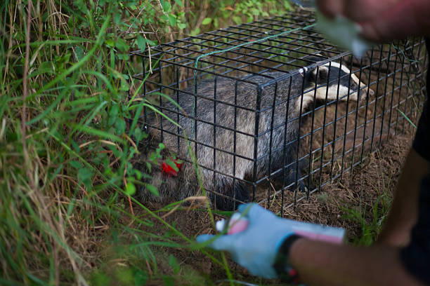istock European badger (Meles meles) in a cage trap is marked with spray paint, Gloucestershire, England. 2218802190