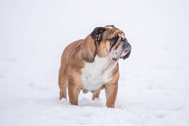 istock Bulldog exploring a snowy landscape during winter in a tranquil outdoor setting 2218802200