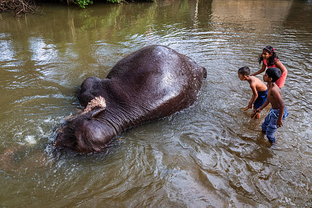istock Children bathing an elephant in a river 2218802336