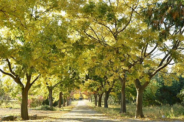 istock Celtis sinensis leaves, flowers, and fruits 2218802982