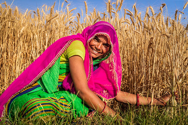 istock Young Indian woman cutting a wheat, India. 2218803209