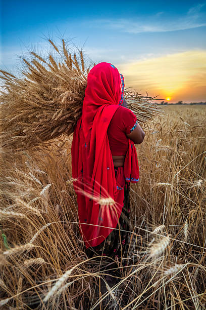 Group of farmer working manually in a paddy field wearing a poncho during monsoon season
