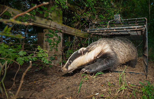 istock European badger (Meles meles) leaving a cage trap, South West England. 2218803617