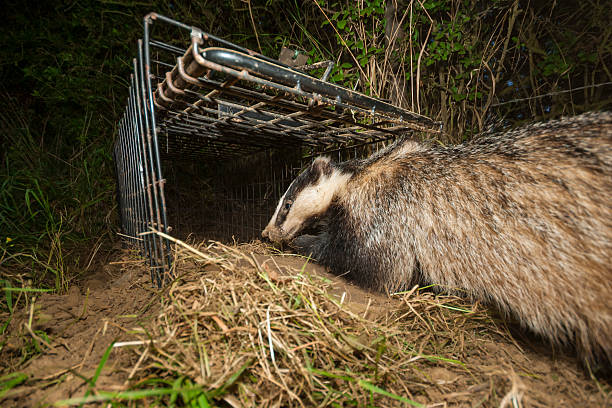 istock European badger (Meles meles) leaving a cage trap, South West England. 2218803618