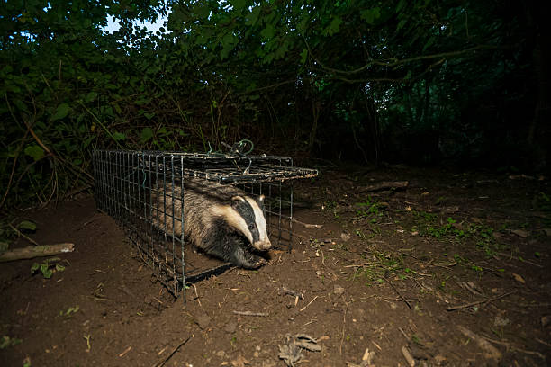 istock European badger (Meles meles) leaving a cage trap, South West England. 2218803621