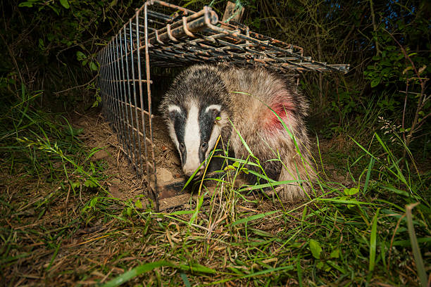 istock European badger (Meles meles) leaving a cage trap, South West England. 2218803626
