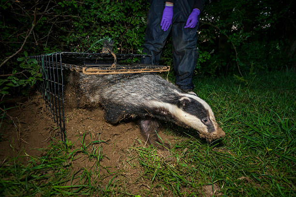 istock European badger (Meles meles) leaving a cage trap, South West England. 2218803633