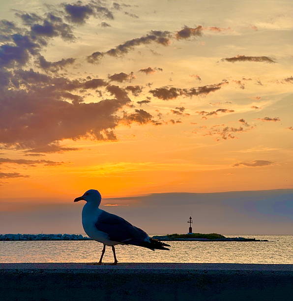 istock Seagull Silhouette Against Vibrant Sunset Sky by the Sea 2218803697