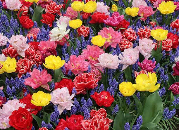 istock Beautiful Collection Of Flowers 2218804131