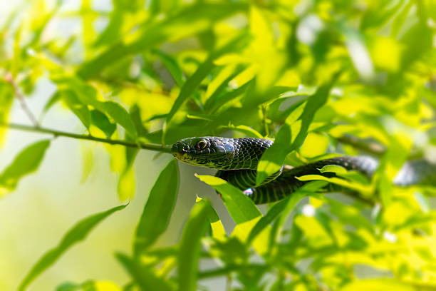 a Rough Green snake searches for food in southern Texas