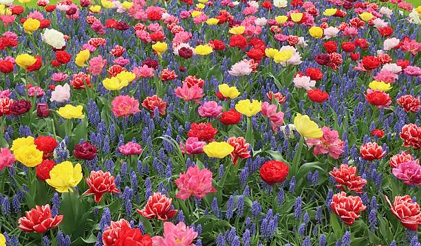 Delightful Mixture Of Blooming Flowers