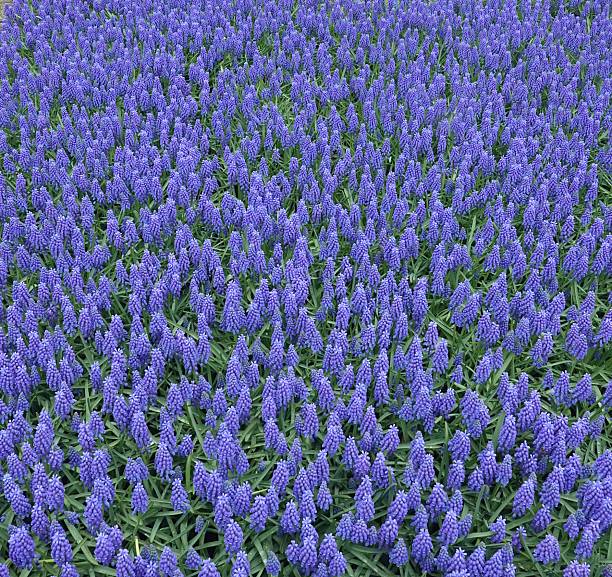 Spring purple flowers close-up, detail, atmosphere, nature of Ukraine