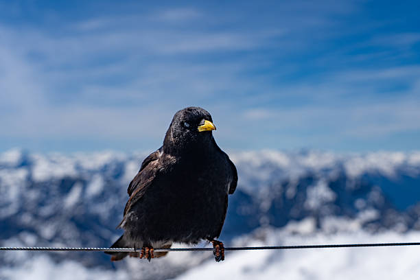 istock Alpine Chough Perched on Wire at Zugspitze with Snowy Alpine Background 2218805700