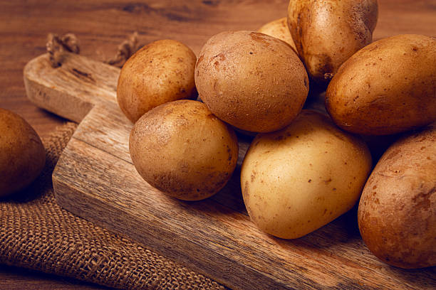 Agricultural field with even rows of potato in the summer time. Growing potatoes. Orange sunset on background