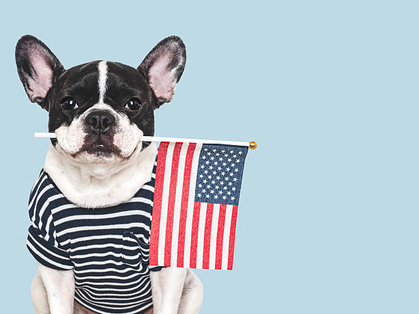 istock Cute puppy and American Flag. Studio shot 2218806881