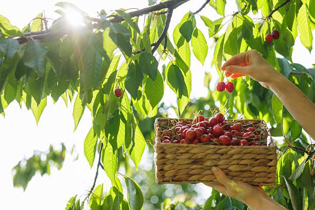 Close-up of a hand picking ripe cherries from a sunny orchard tree into a woven basket. The scene captures the essence of organic harvest, sustainability, and natural summer farming.
