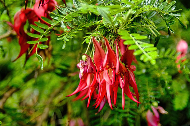 istock Bright red flowers of the Kaka beak 2218807675