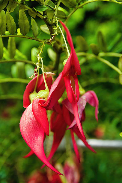 istock Bright red flowers of the Kaka beak 2218807679