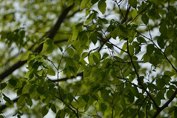 istock Celtis koraiensis leaves and branches in Korean forest 2218807761