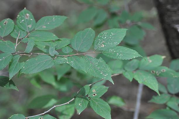 istock Celtis koraiensis leaves and branches in Korean forest 2218807840