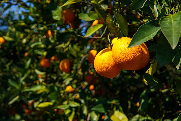 istock Ripe Oranges Hanging on a Tree Branch in an Orchard 2218808200