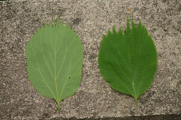 istock Celtis aurantiaca tree, leaves, and fruit photographed in Korea 2218808679