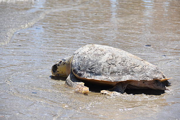 istock Caretta Caretta Turtle 2218811138