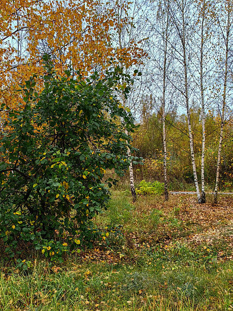 istock Deciduous trees with yellow-green leaves, birch trees with bare branches and fallen leaves, yellowed grass with leaves and a sidewalk. Russia. Nizhny Novgorod. Zaitseva Street. October 2024. Photo. 2218812859