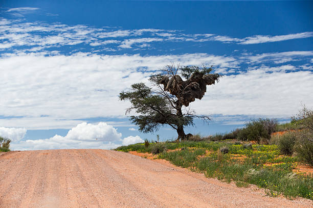 Dirt road in Africa