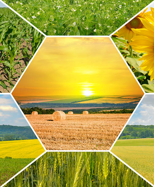 istock Agricultural fields and blue sky. Photo collage. Vertical photo 2218817070