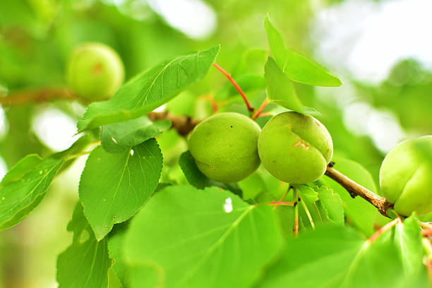 Unripe green apricots on the tree