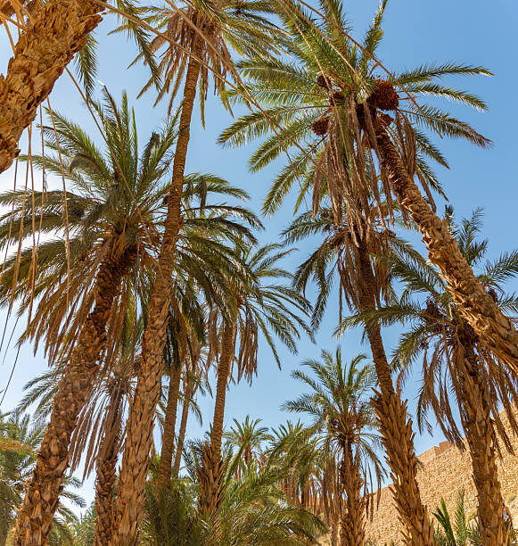istock Chebika Oasis in Tunisia 2218820450