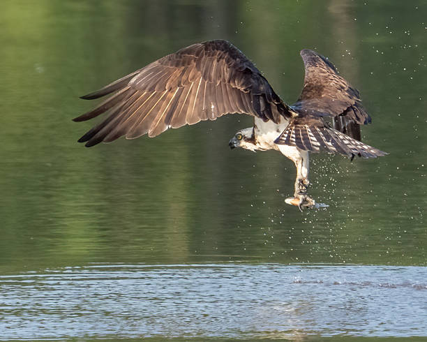 istock Osprey in flight searching for a meal 2218820639