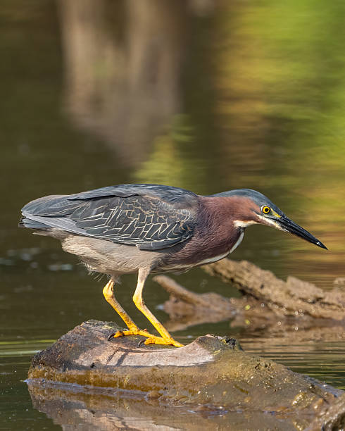 istock Green Heron bird looking for a meal 2218820671