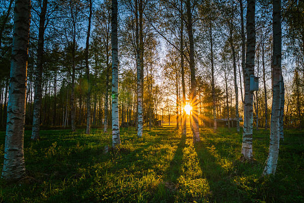 Sunlight breaks through the tall birch trees in a Swedish forest at sunrise. The soft glow illuminates the scene, highlighting the tree trunks and surrounding underbrush.
