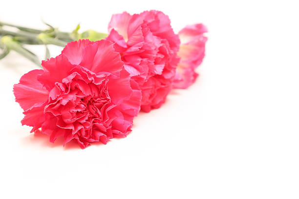 Bouquet of carnation isolated on a white background.