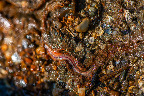 A large, red, slimy worm is crawling on a rock. The rock is covered in dirt and debris, and the worm is surrounded by a layer of mud. The scene is somewhat eerie and unsettling