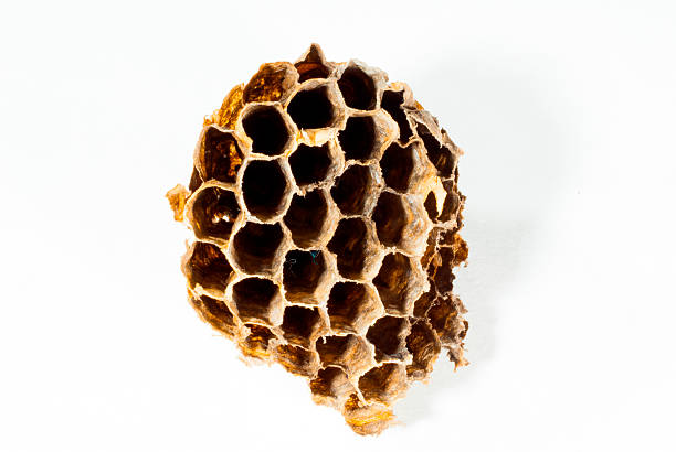 Close-up of an empty, dried honeycomb on white background. Ideal for concepts like biology, nature patterns, structure, sustainability, insect life, and texture. High-resolution, isolated studio shot.