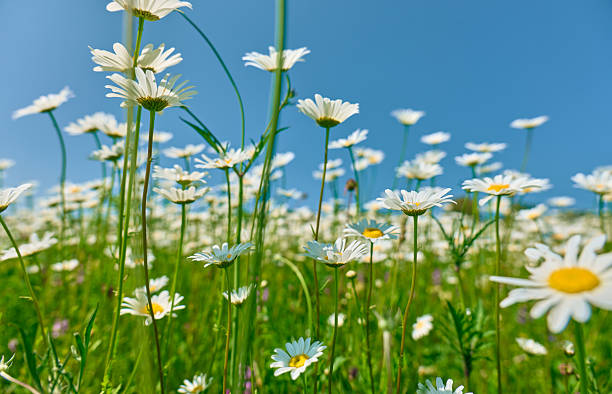 istock Daisies blooming under a clear blue sky in springtime 2218826919