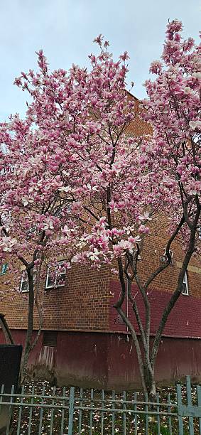 istock A nice pink tree outside of a building 2218828444