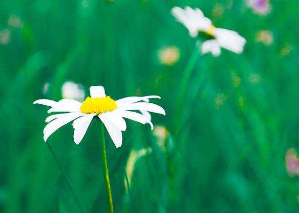 White daisies in a green field, summer meadow scene.