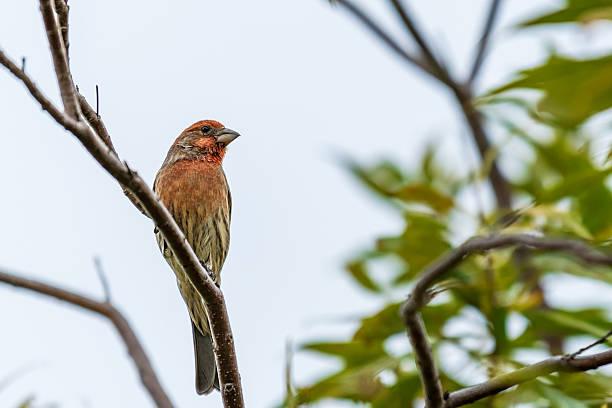 istock House Finch 2218829709