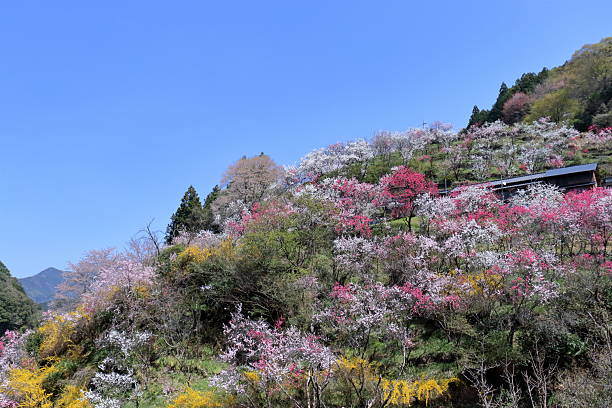 istock Hana Peach blossoms in Kamikuki, Spring scenery (Niyodogawa Town, Kochi Prefecture) 2218830951