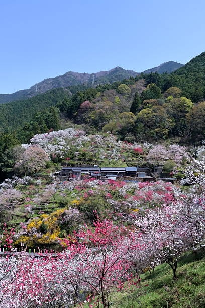 istock Hana Peach blossoms in Kamikuki, Spring mountain village scenery (Niyodogawa Town, Kochi Prefecture) 2218831096