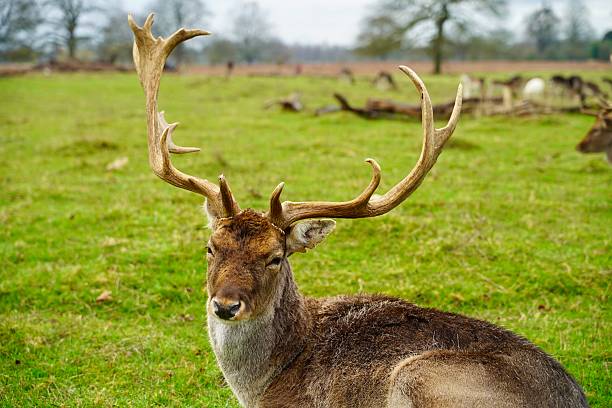 Red Deer Rutting Season at Parque Luro, La Pampa, Argentina